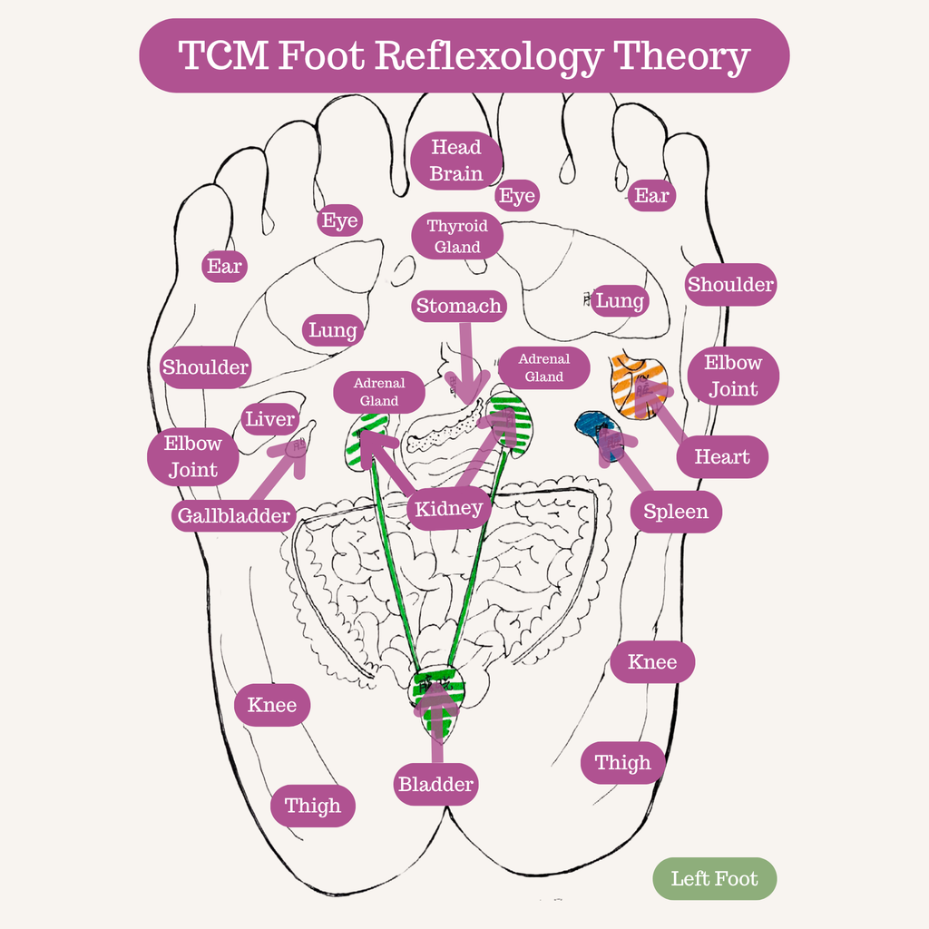 Foot Acupressure Therapy Tool Foot Roller Massager for Stress Relief & Foot Pain
